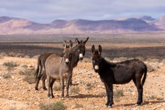 Wild Donkeys in the Arid Landscape of Morocco