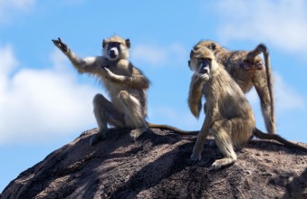 Groups of Yellow Baboon will spend a lot of time grooming their peers. This mutual behaviour is a way for forming bonds and alliances within the clan