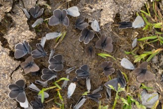 Plenty of Several small blue (cupido minimus) are on a cow pat and sucking salty moisture