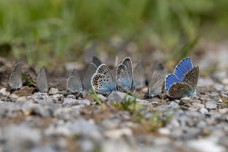 Several blue butterflies as silver-studded blue (plebejus argus), adonis blue (lysandra bellargus) and small blue (cupido minimus) are on the ground a