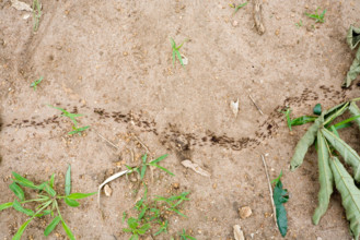 Column of ants in Mombala (Mambala) village Malawi Africa