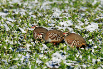 Three Red legged partridge Alectoris rufa Feeding in snow covered wheat field ashwell hertfordshire