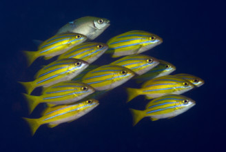 Schooling snappers against a dark background under water
