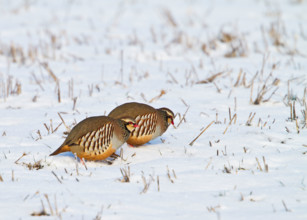 Red legged partridge ( Alectoris rufa ) feeding in snow