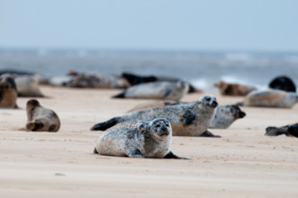 Common Seals Phoca vitulina Blakeney Point Norfolk summer