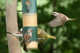 Grey-headed sparrows at bird-feeder with one about to land and another in flight