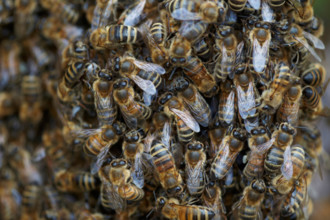 Honey bees swarming in a hedgerow, East Yorkshire, UK. Swarm of bees