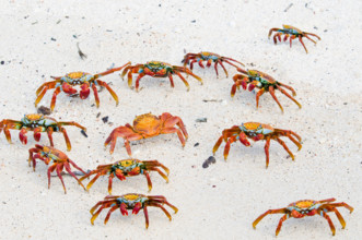 Sally Lightfoot crabs on beach on Baltra Island in the Galapagos Islands Ecuador