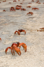 Cast of Red Crabs, Gecarcoidea natalis, on road, Christmas Island, Australia, Indian Ocean