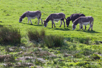Four donkeys grazing in a field near Balldehob, County Cork, Republic of Ireland.