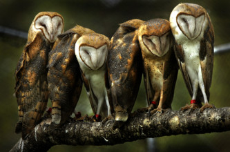 010307 tc met owls  (1 of 3 ) .... Photo by David Spencer/The Palm Beach Post... 0031893A .....Palm City....Six young barn owls, approximately five months old, have been making their home in a flight ...