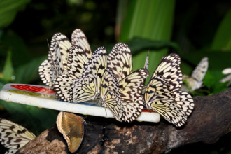 tree nymph (Idea leuconoe), several individuals at artificial feeder