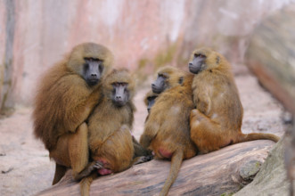 baboons