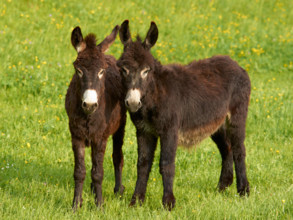 Dark brown donkeys on a flowered meadow