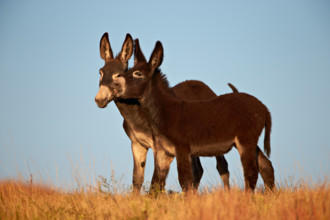 Two young wild burro (donkey) (Equus asinus) (Equus africanus asinus) playing, Custer State Park, South Dakota, USA