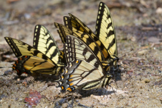 A group of tiger swallowtail butterflies (Papilio glaucas) licking wet mud at a lake bank, Georgia, USA.