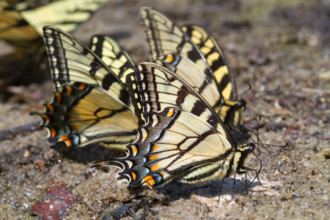 A group of tiger swallowtail butterflies (Papilio glaucas) licking wet mud at a lake bank, Georgia, USA.