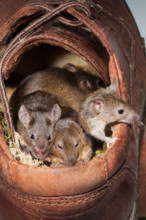 House Mice (Mus musculus). Extended family group in an old leather shoe.