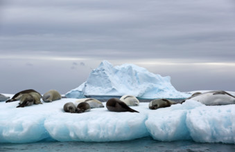 Crabeater Seals, (Lobodon carcinophaga), sleeping on ice floe, Pleneau Bay, Antarctic Peninsula, Antarctica