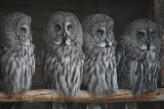 Four owls sitting peacefully on a branch.