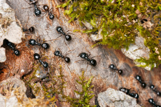 Black garden ants (Lasius niger) marching along a tree branch.