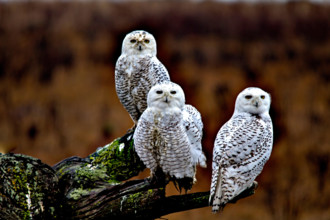 Triple funny snowy owls