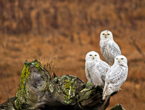 Triple snowy owls on old stump Vancouver,Canada