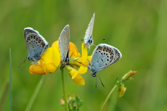many gossamer-winged butterflies