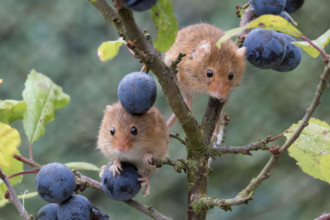 harvest mice/mouse,  Micromys minutus, close up portrait posing on a variety of plants, flowers and harvest crops. facial and group image