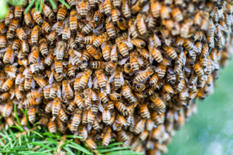 A swarm of thousands of bees in a pine tree in Washington state, USA