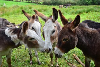 A group of donkeys of different colors sticking their heads together on a meadow in Ireland.