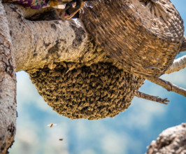 Swarm of honey bees hanging from the bough of a tree with collection basket standing by - Uttarakhand Himalayas Northern India