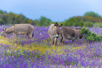 Domestic donkey (Equus asinus asinus), three grazing donkeys in a blooming flower meadow, Italy, Sardegna, Alghero
