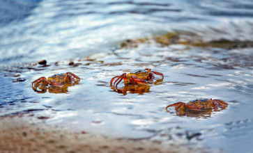 Few crabs at the Gaborone Dam in Botswana, Africa