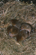 HARVEST MOUSE young in nest.  (Micromys minutus).  Litter of eight with four remaining, approximately 10 day old.Of an age to disperse from the nest.