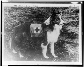 Red Cross dog - Italy