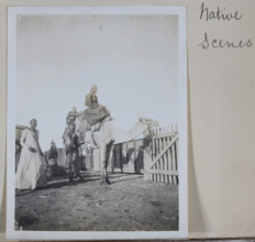 Photograph - Man on a Camel, Egypt, Captain Edward Albert McKenna, World War I, 1914-1915, One of 139 photographs in an album from World War I likely to have been taken by Captain Edward Albert McKenn...
