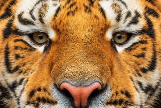 Siberian Tiger - Panthera tigris, beautiful large cat from Asian forests and woodlands, Russia.