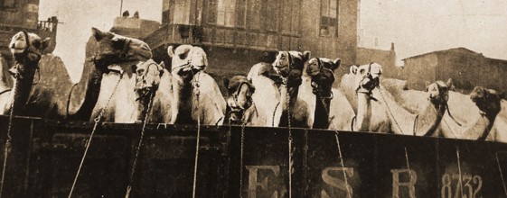 WWI - THE IMPERIAL CAMEL CORPS  BRIGADE (ICCB) was a camel-mounted infantry brigade that the British Empire raised in December 1916 for service in the Middle East. Initially very small, it  grew to a ...