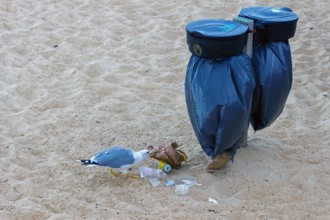Gull feeding on food waste from a beach trash can in Capbreton, Les Landes, France