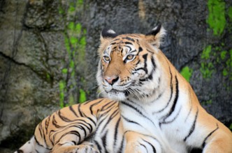 Portrait of a Royal Bengal Tiger alert and Staring at the Camera. National Animal of Bangladesh