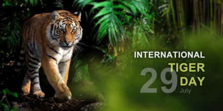 International tiger day, 29 July