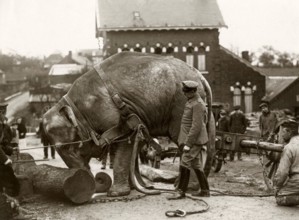 An elephant transports wood under the watchful eye of German soldiers at the front during World War I. 1915.