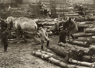An elephant transports wood under the supervision of German soldiers at the front during World War I. 1915.