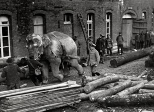 An elephant transports wood at the German front during World War I, serving as a pack animal in wartime. 1915.
