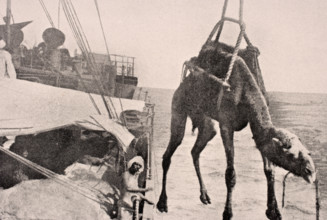 Transferring a camel from ship to land in the Persian Gulf, 1915 during WWI.