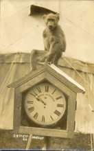 World War One postcard of monkey mascot with Royal Engineers
