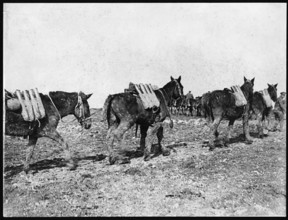 Ammunition is transported to the front lines using pack mules during World War I. Mules were essential for carrying heavy loads through difficult terrain, ensuring soldiers had the supplies they neede...