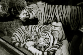 Tigers in Bangkok in Sukhumvit in Thailand in Far East Southeast Asia. Tiger Wildlife Nature Natural World Travel
