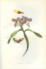 Orchidée Cattleya Loddigesii